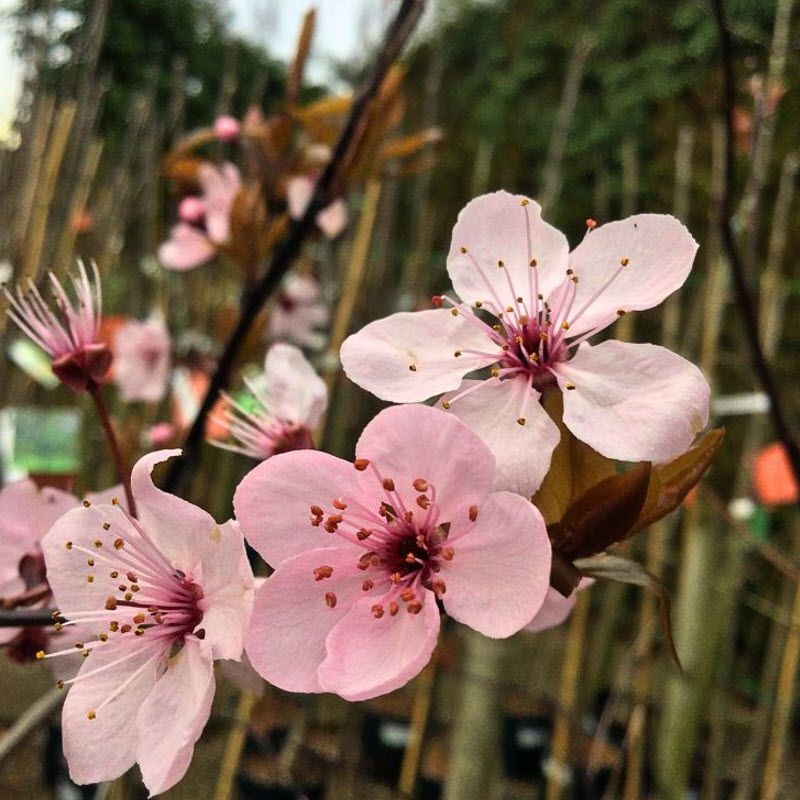 Weeping Flowering Plum