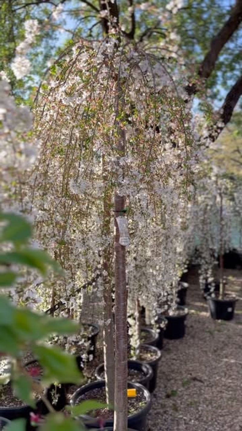 Weeping Snow Fountain Cherry