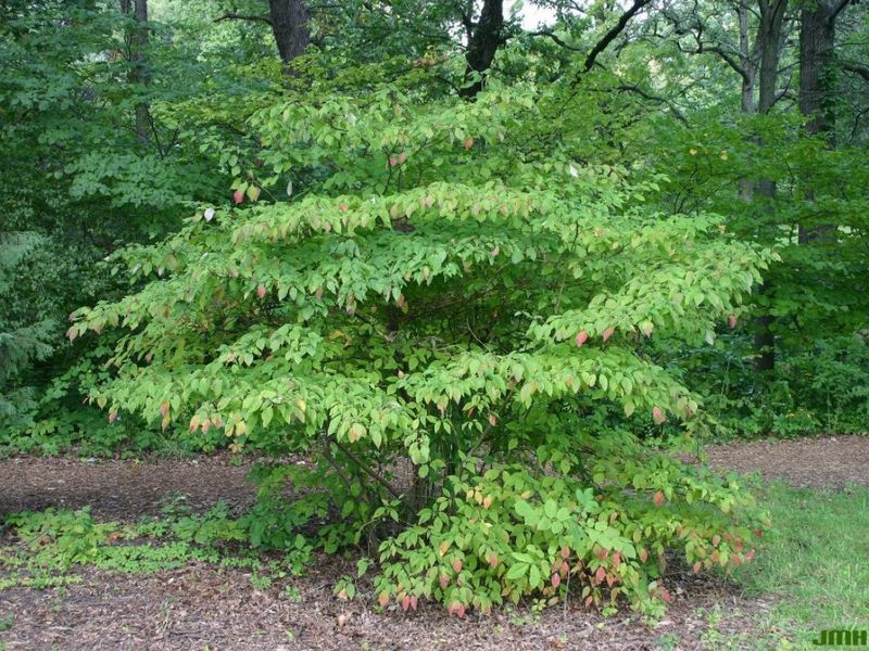 Weeping Pagoda Dogwood