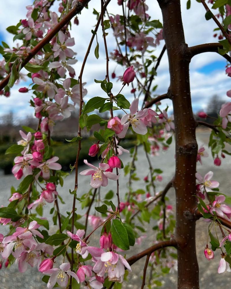 Weeping Crabapple
