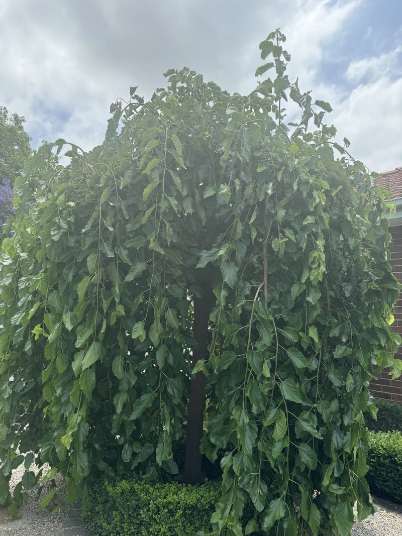 Weeping Mulberry