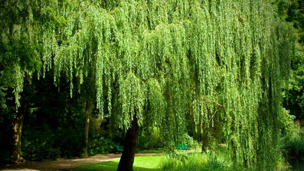 Weeping Willow