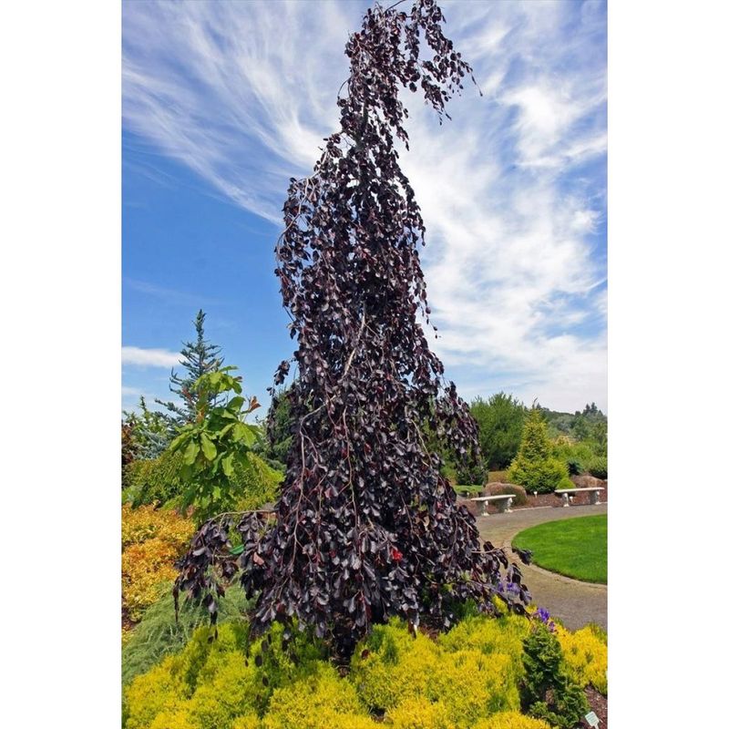 Weeping Copper Beech