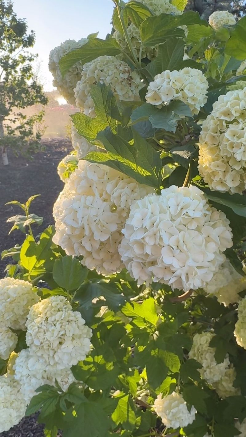 Viburnum