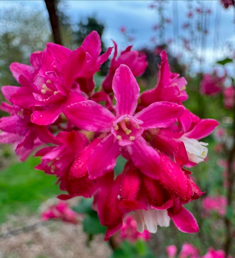 Flowering Currant