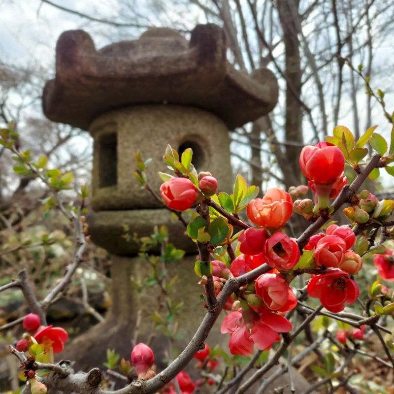 Flowering Quince - Early Spring's Fiery Display