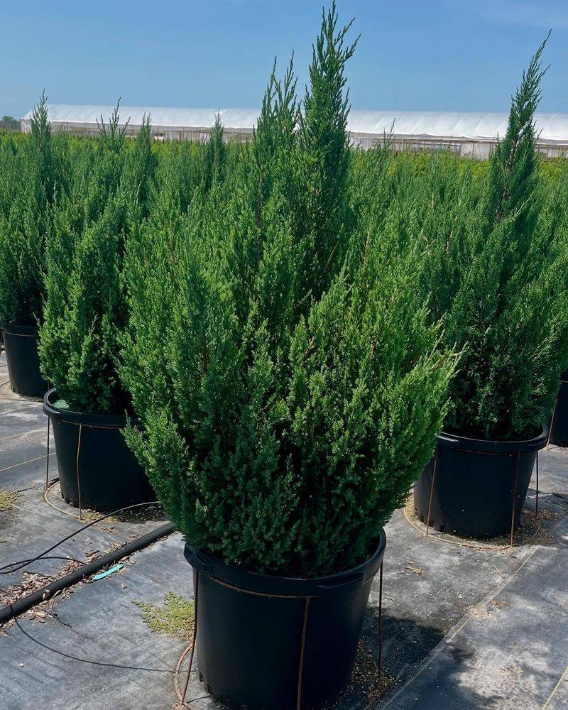 Juniper