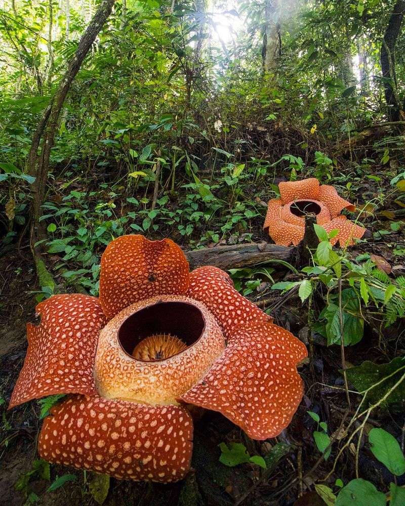 Rafflesia: The Monster Flower