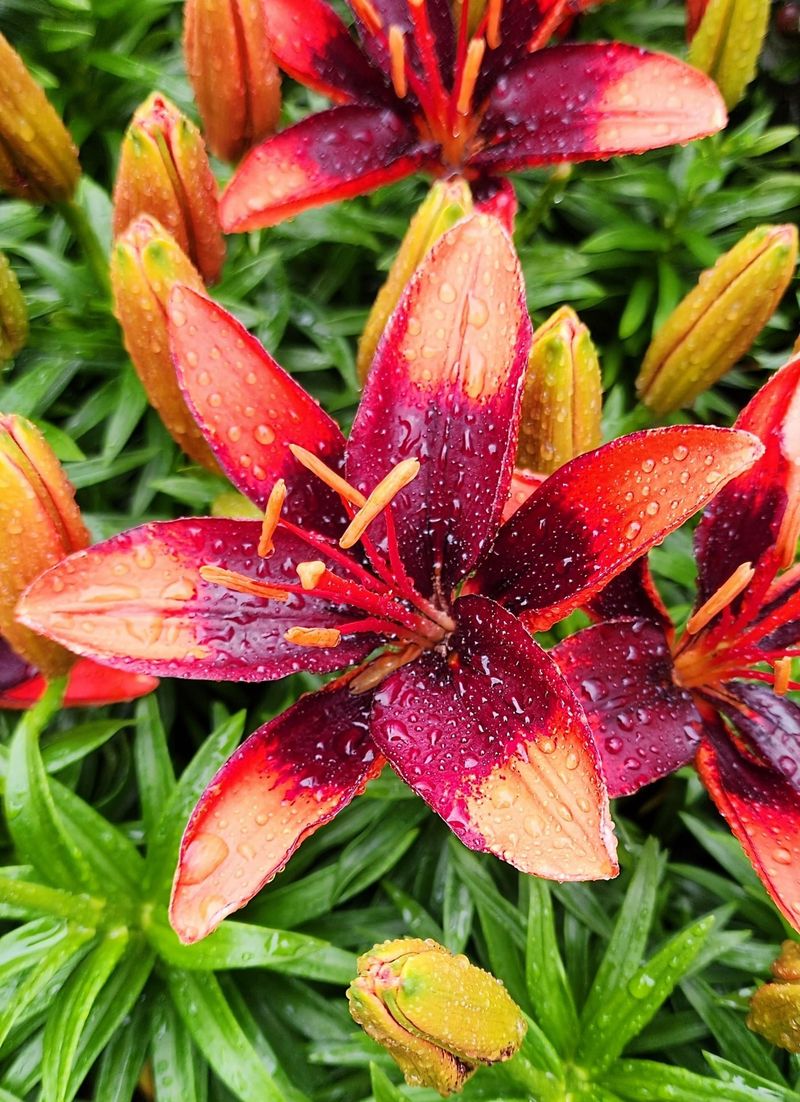 Nocturne Daylily