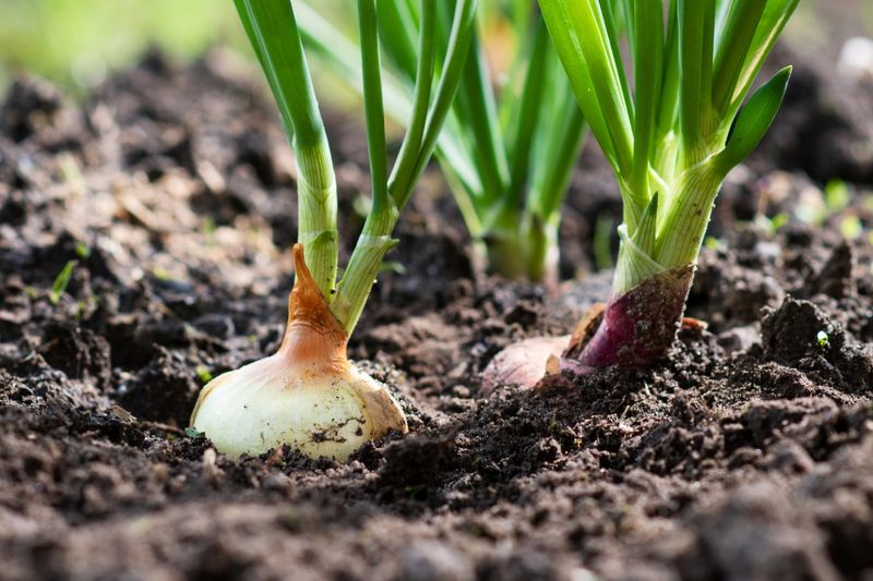 Onions