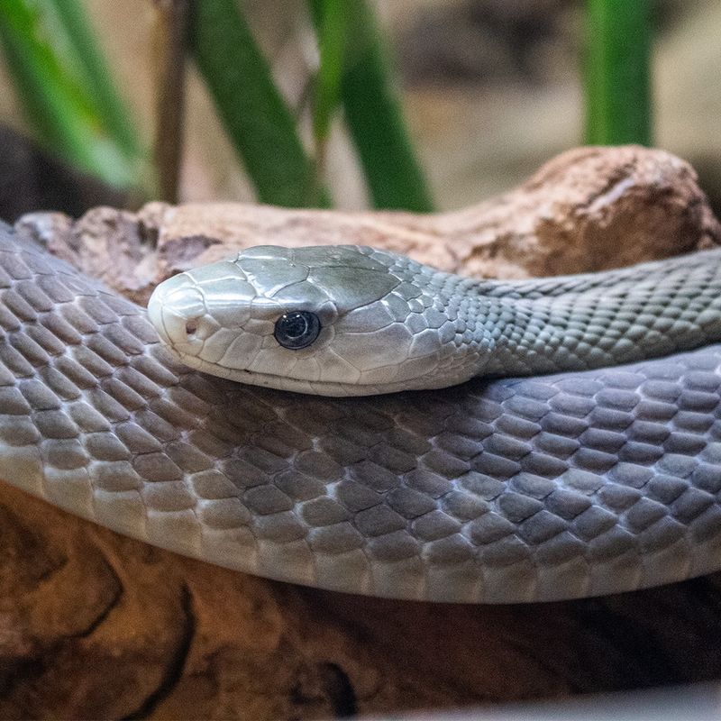 Black Mamba