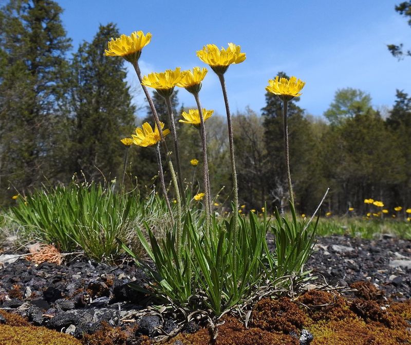 Lakeside Daisy