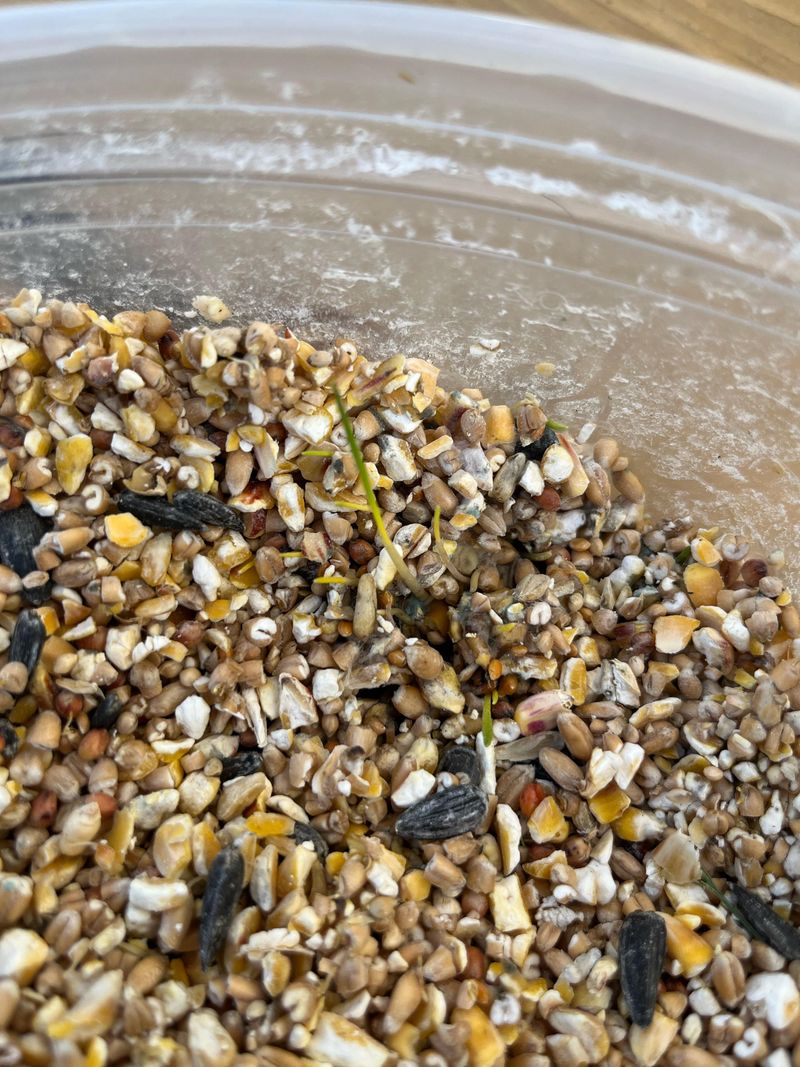 Birdseed