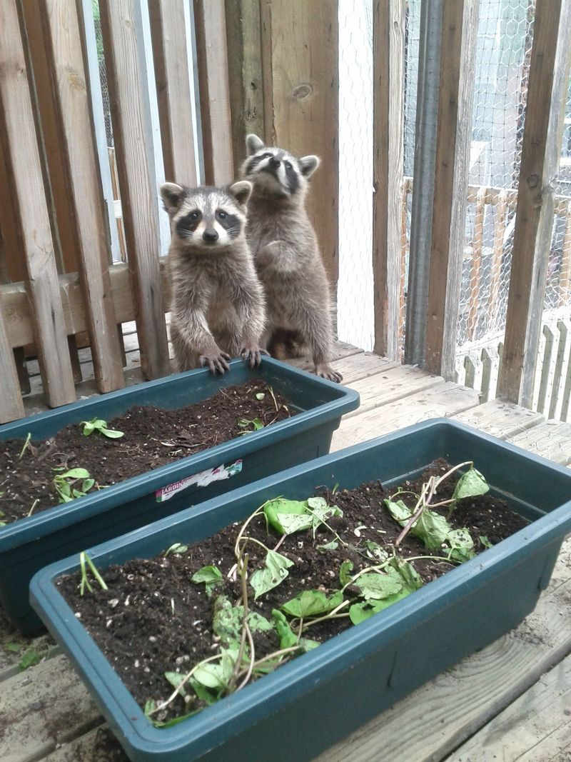 Natural Fertilization