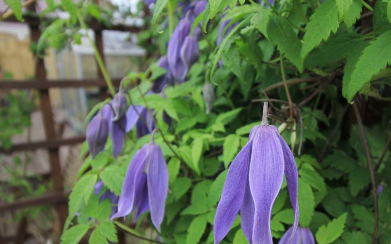 Not All Clematis Need Deadheading
