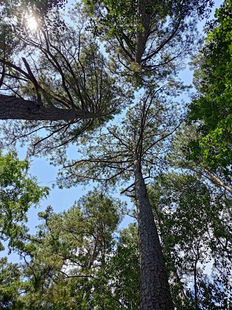 The Invisible Green Giants