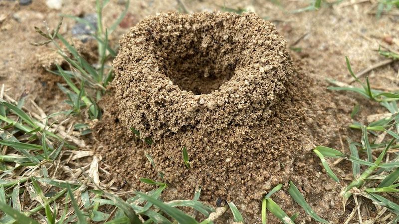 Natural Soil Aerators