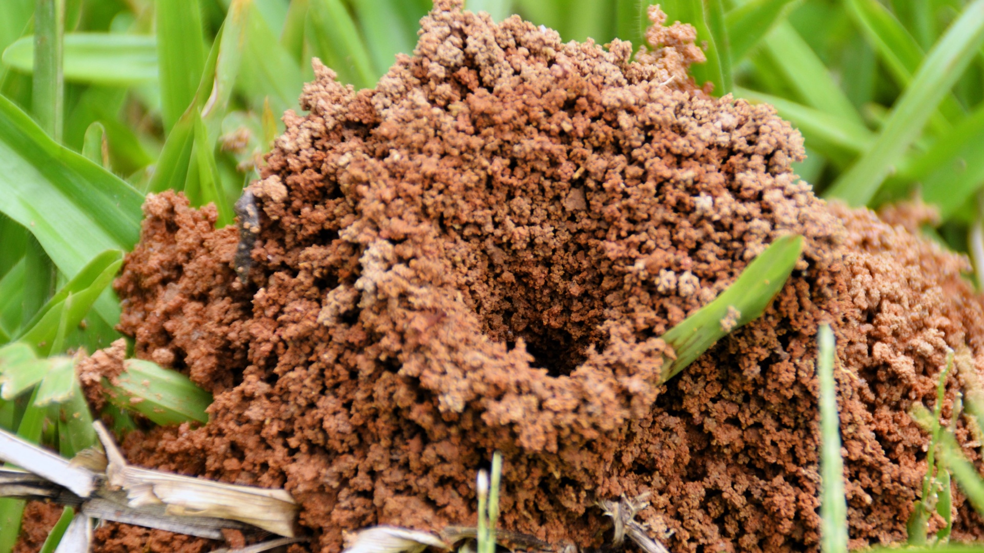 ant hill