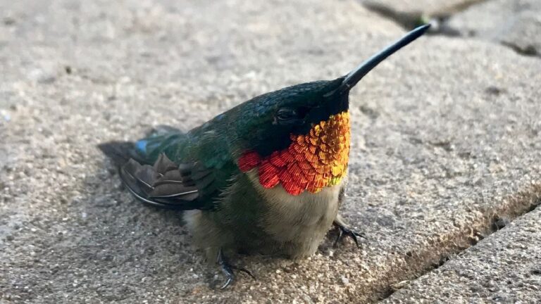 hummingbird on the ground