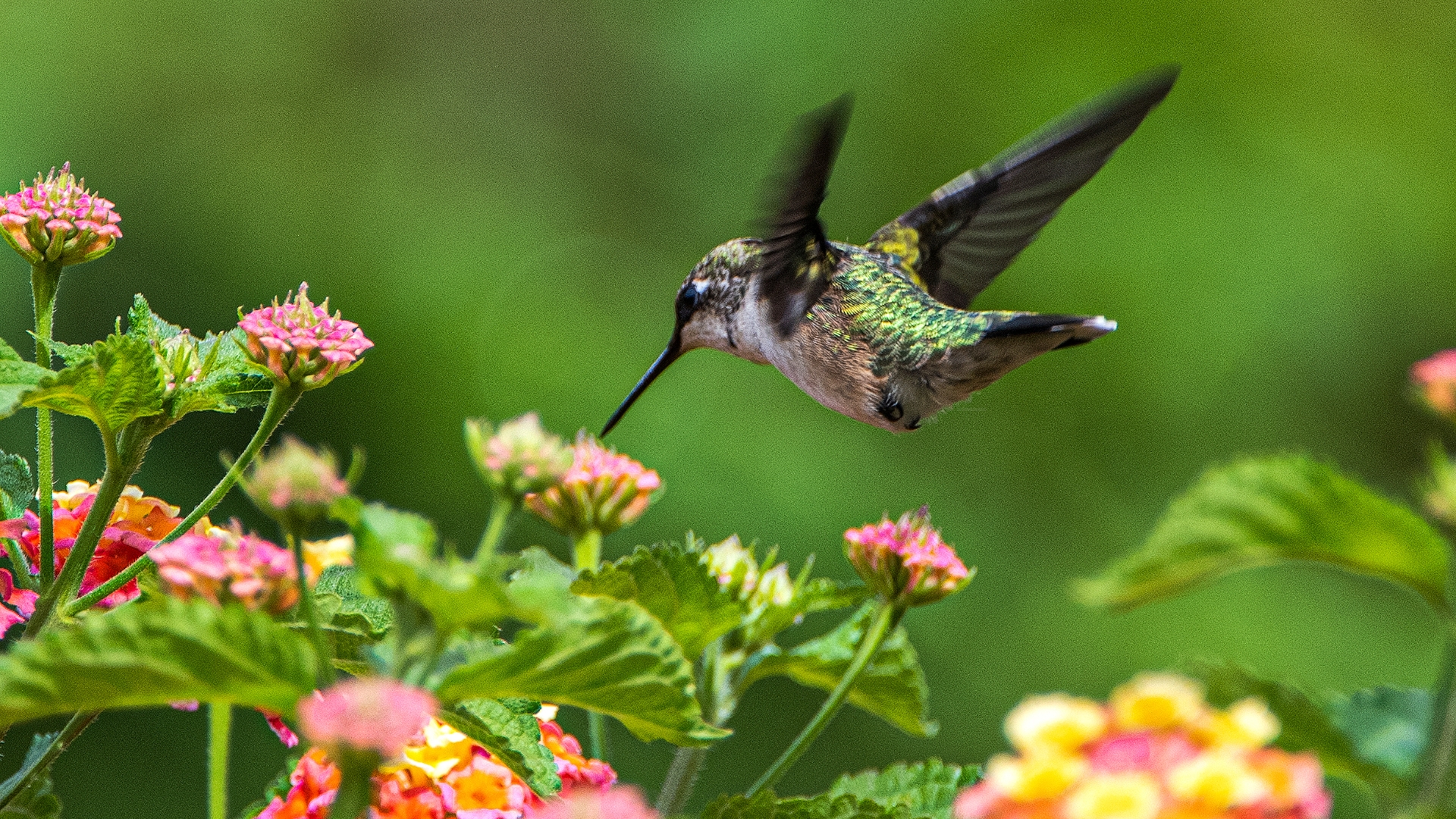 hummingbird