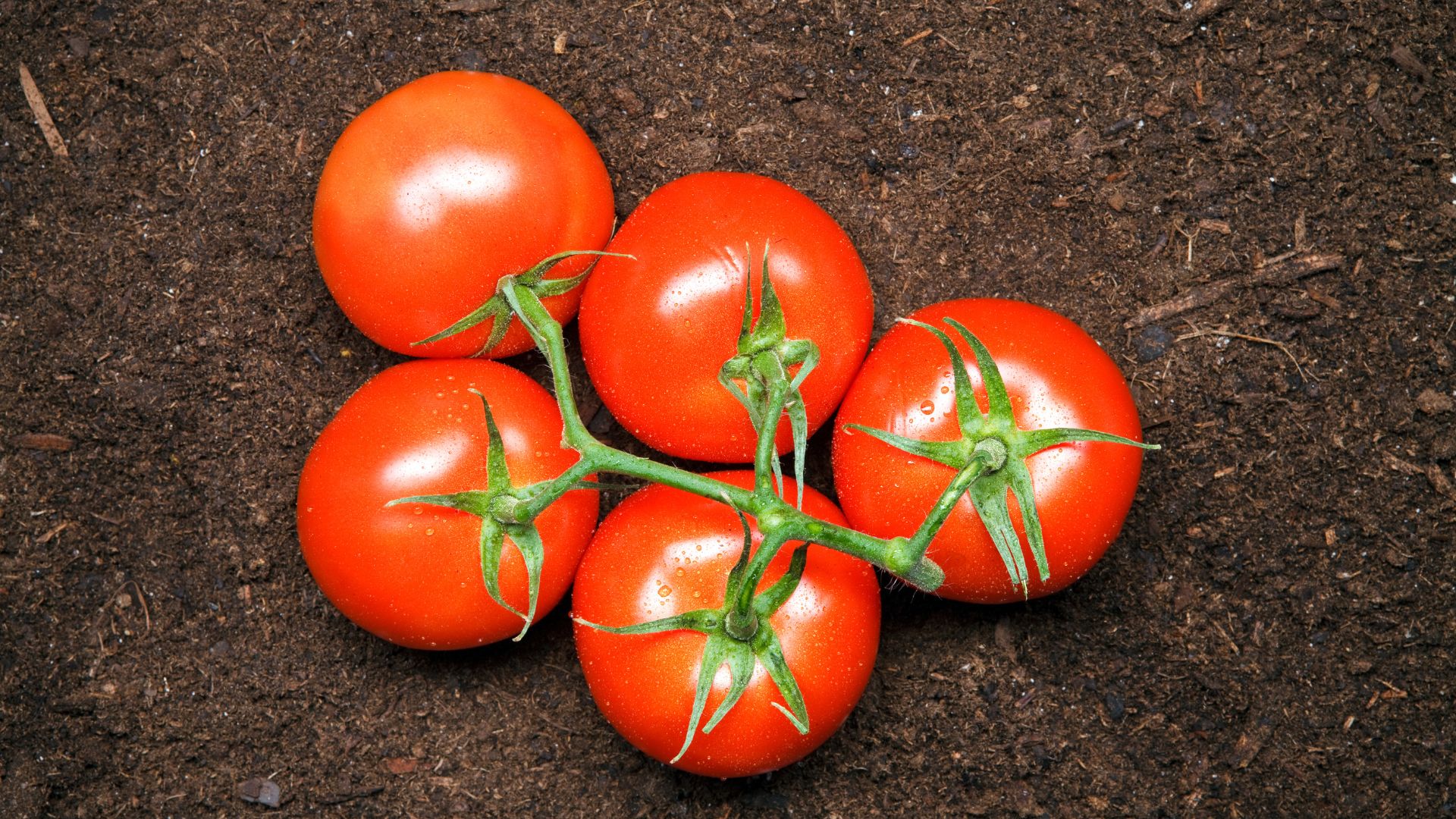 tomato on soil