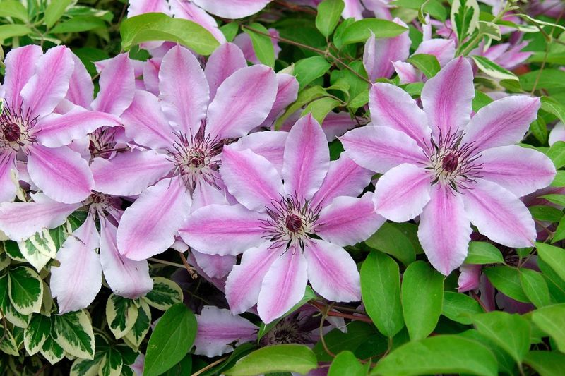 Group 2 Clematis Require Special Care