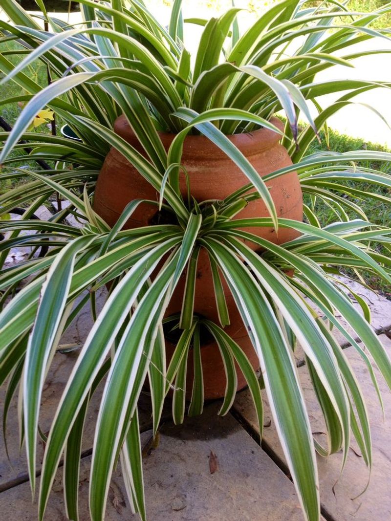 Versatile Spider Plants