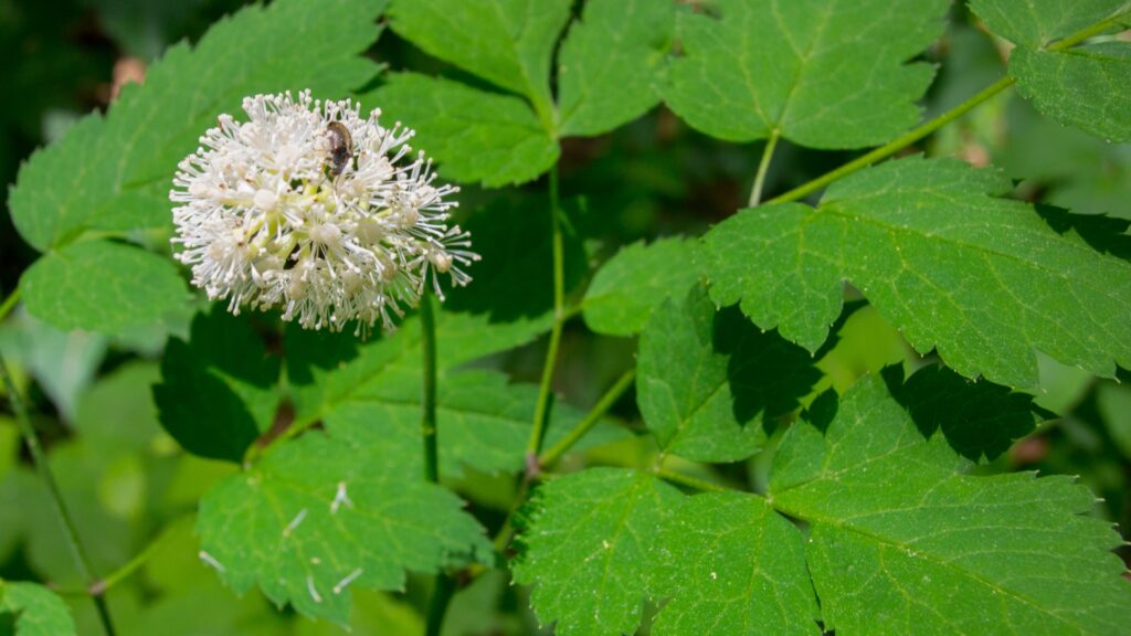 white baneberry