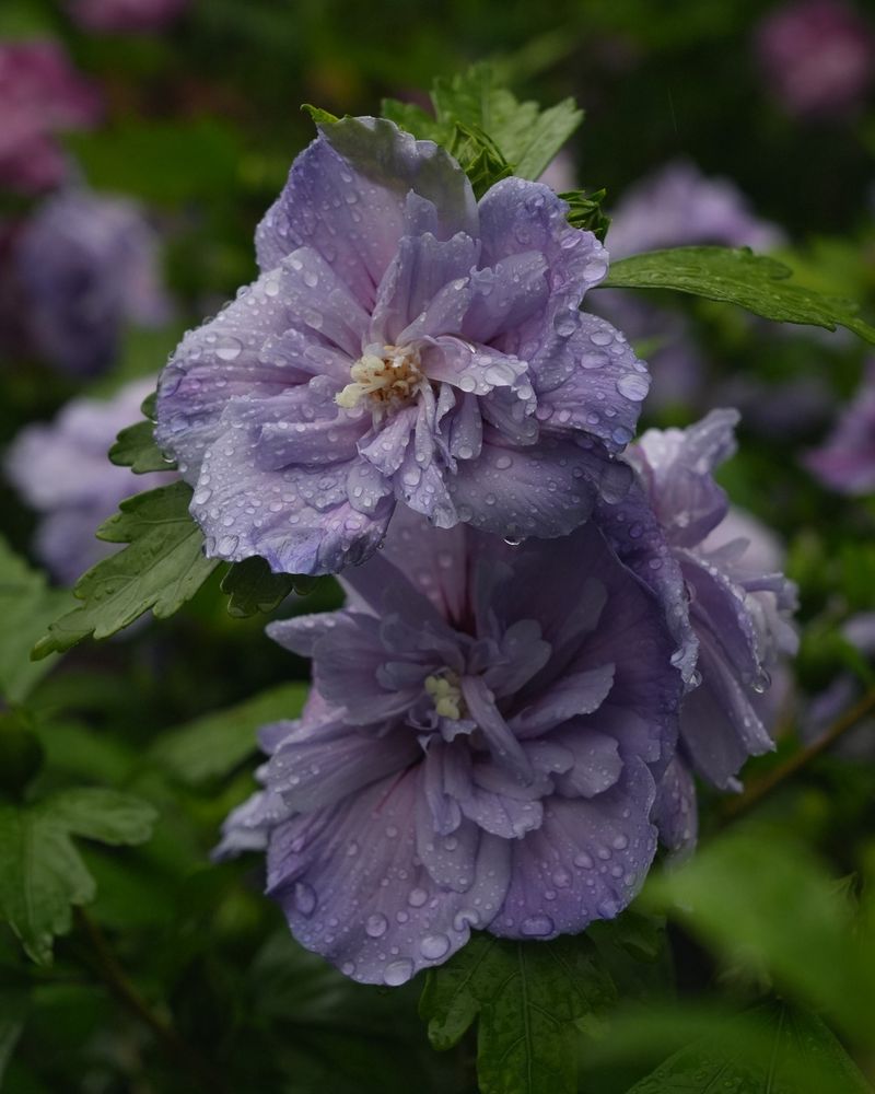 Lavender Chiffon