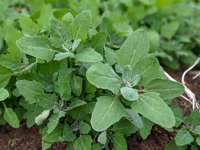 Lamb's Quarters: The Nutrient Powerhouse