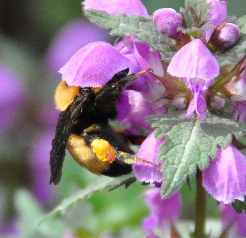 Lamium (Dead Nettle)