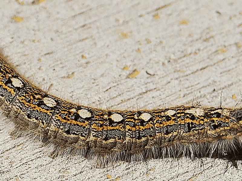 Variable Oak Leaf Caterpillar