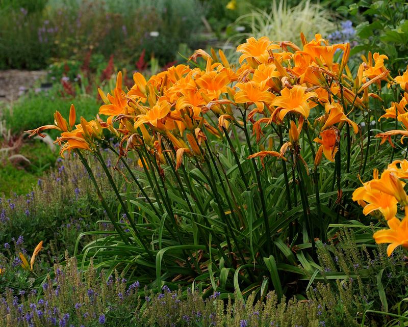 Complementary Color Pairing With Daylilies And Delphiniums