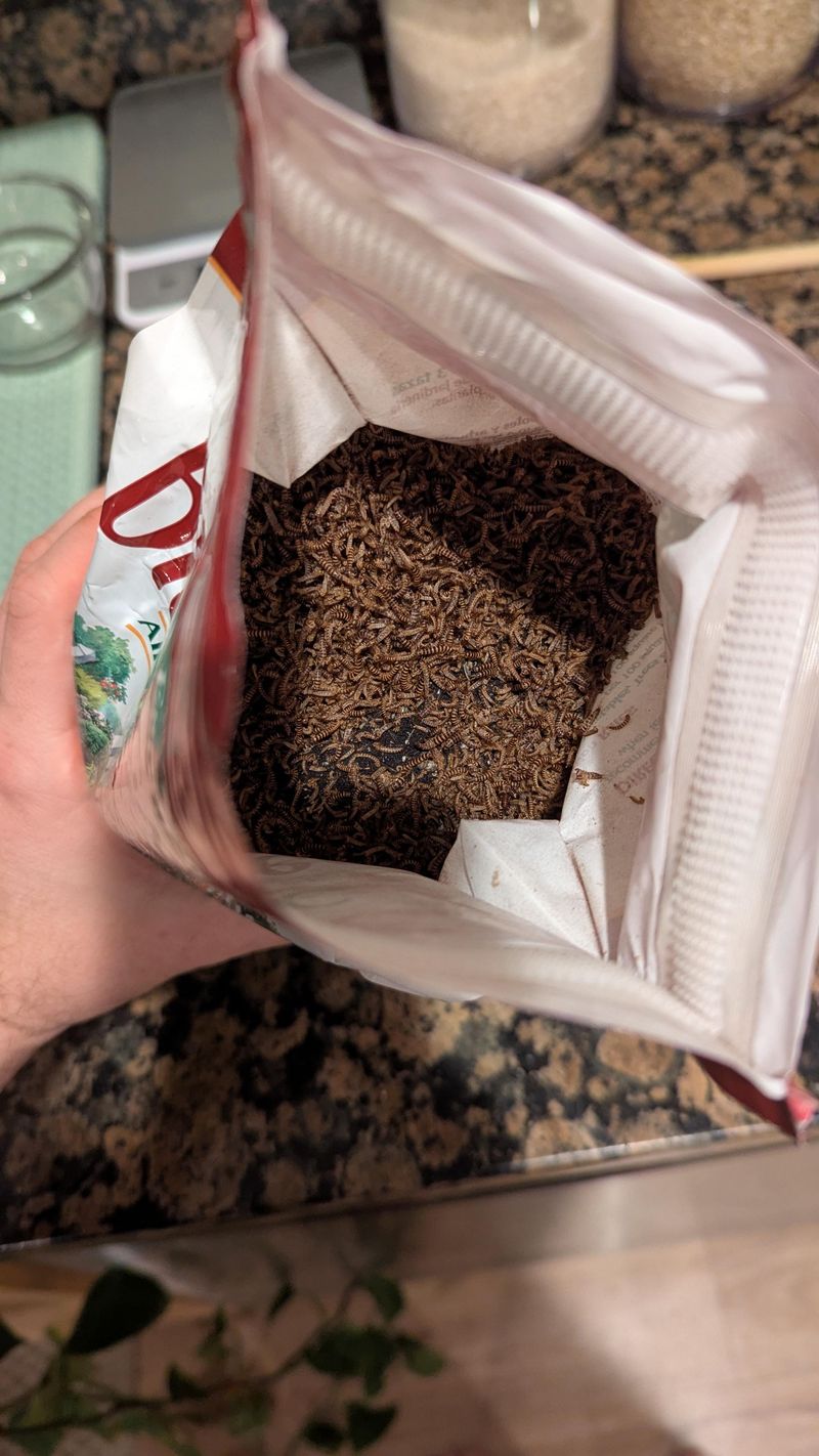 Blood Meal