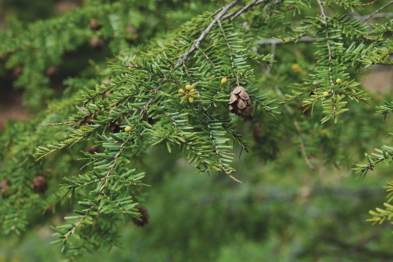 Eastern Hemlock