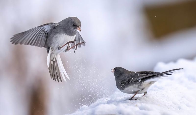 Dark-eyed Junco