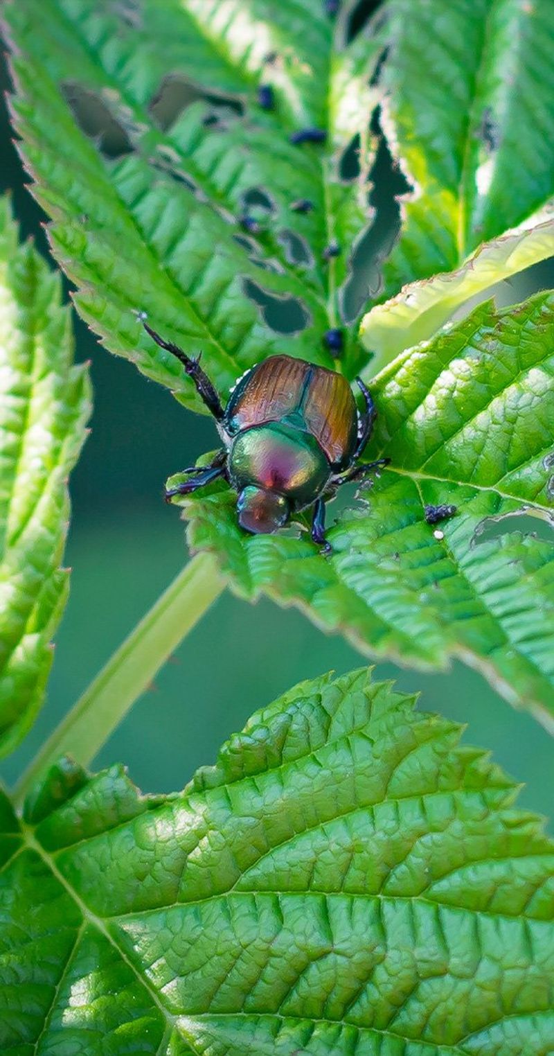 Japanese Beetles