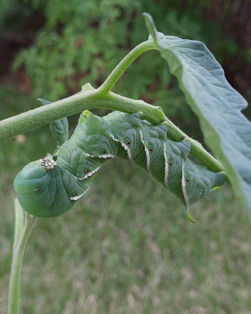 Tomato Hornworms