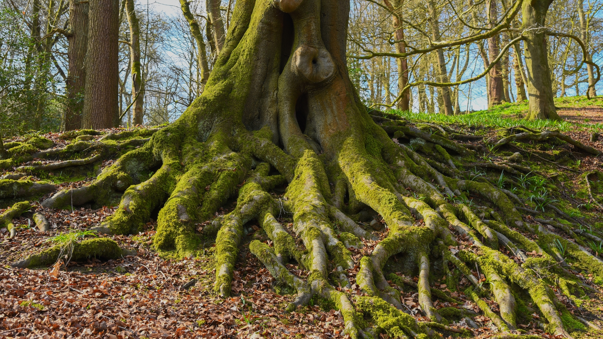 exposed tree roots