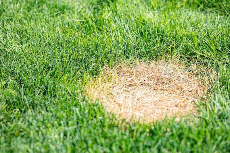 Spreads Lawn Disease