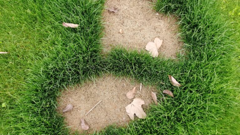 dead patches of grass