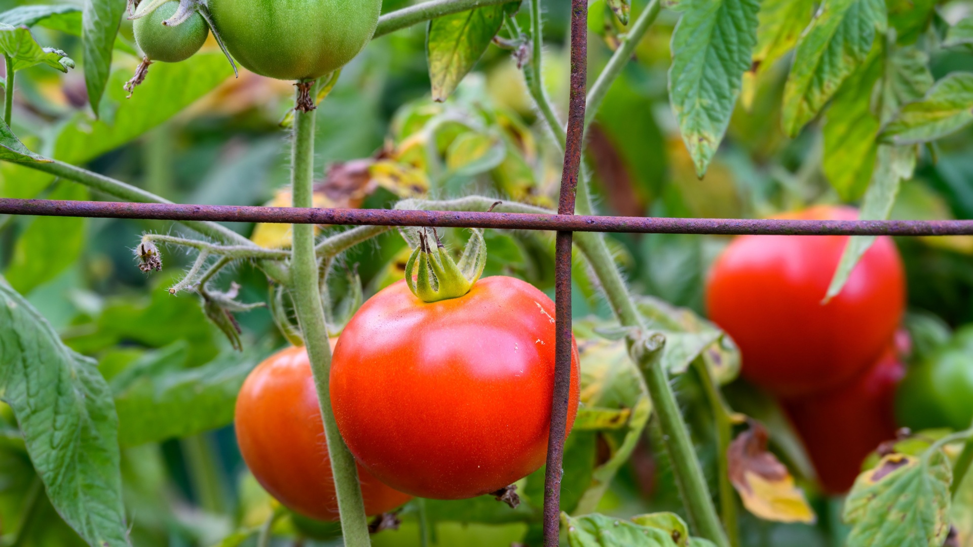 tomato plant in a cage