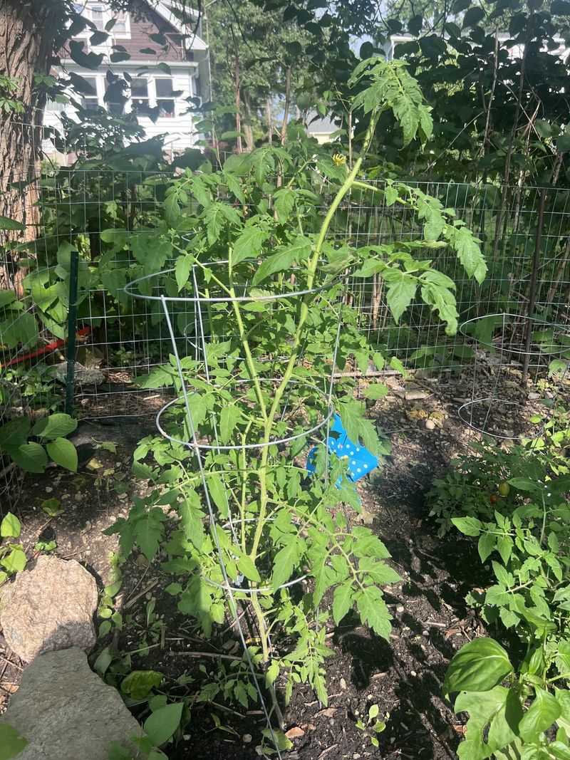 Too Small for Indeterminate Varieties