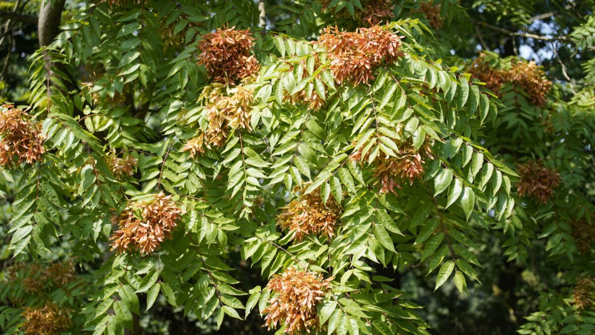 Fast Growing Invasive Tree Why You Should Never, Ever Plant The Invasive Tree Of Heaven