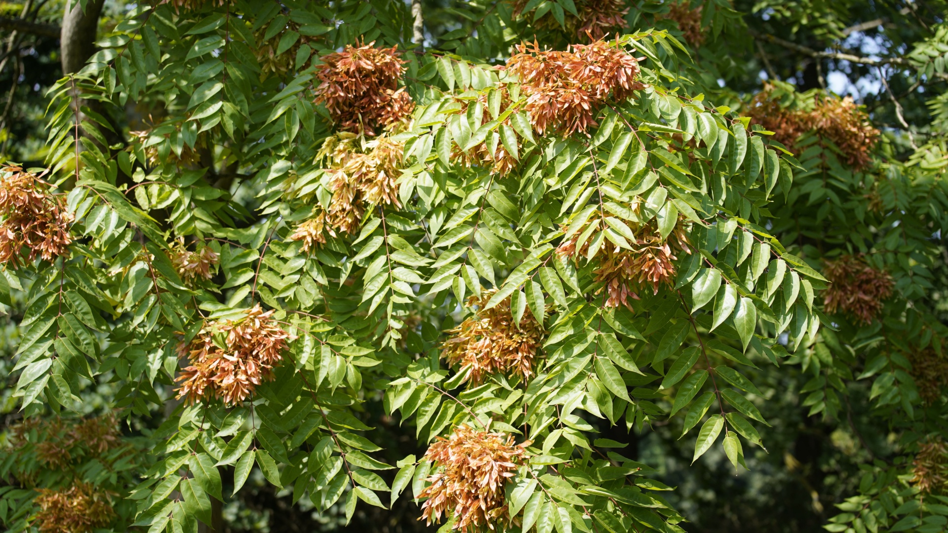 tree of heaven