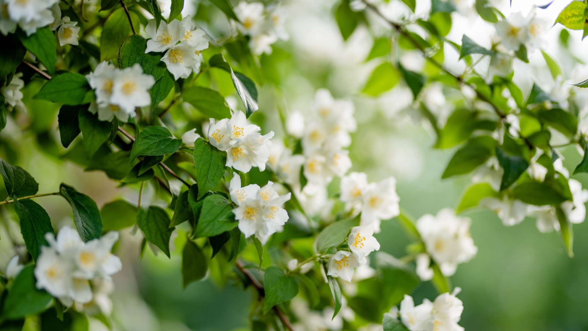 jasmine