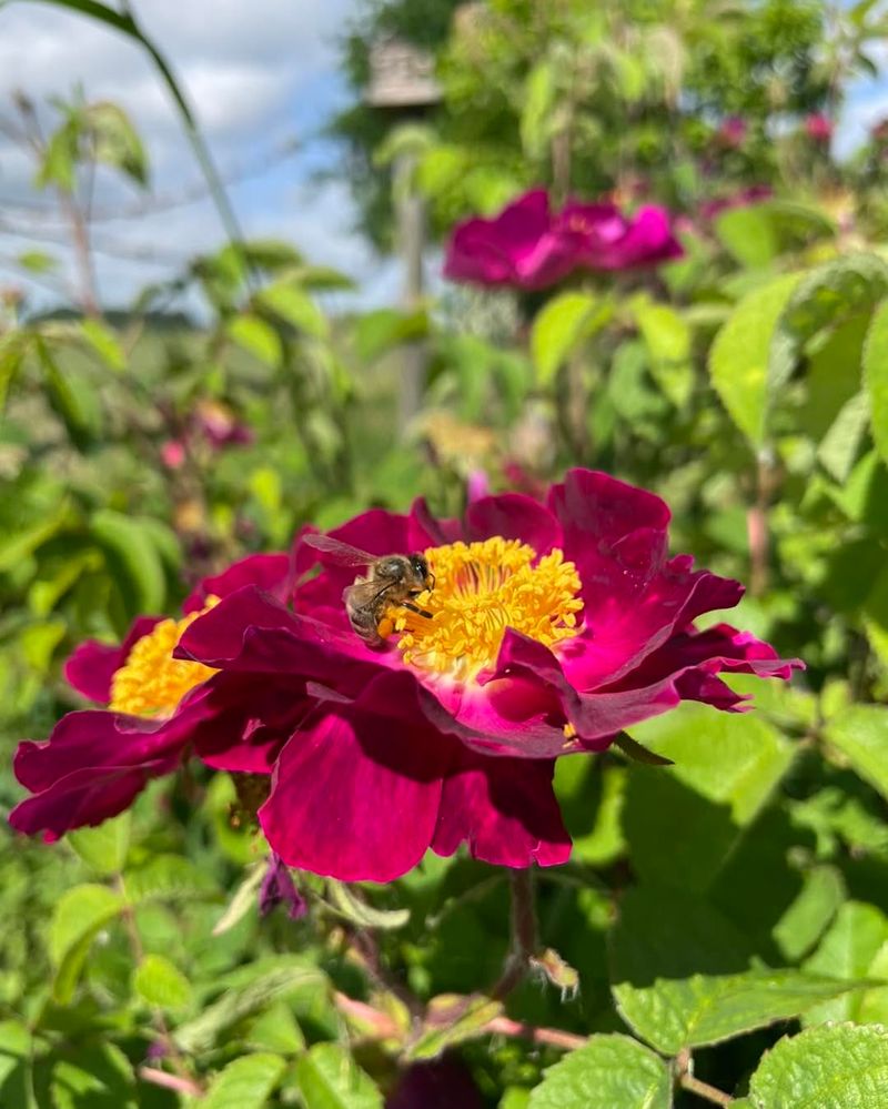 Gallica Rose (Rosa gallica)
