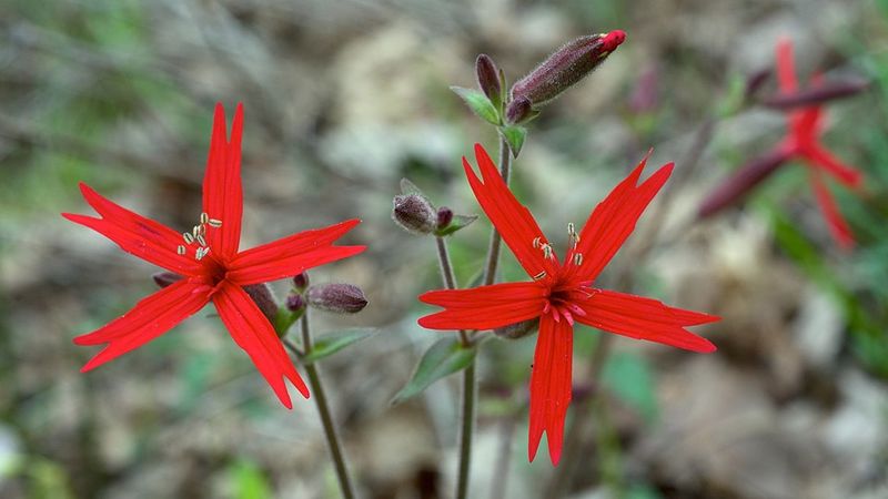 Fire Pink (Silene virginica)