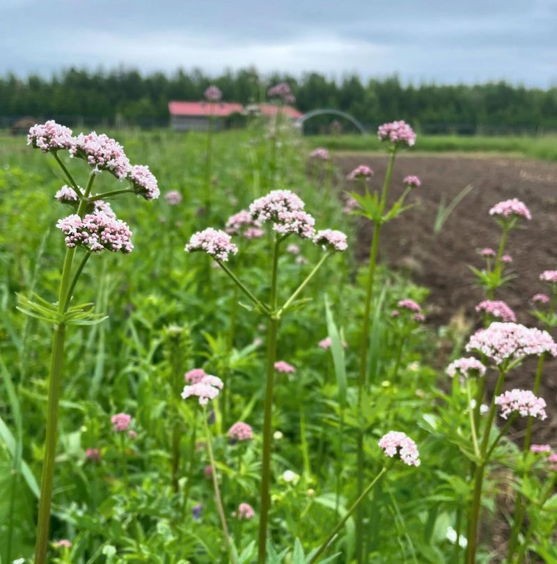 Valerian (Valeriana officinalis)