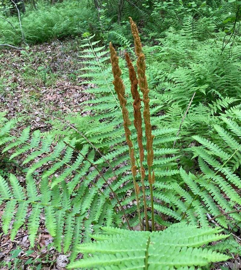 Cinnamon Fern